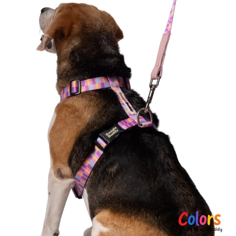 Arnés "Tipo H" Ref. CANDY - BeagleBuddy