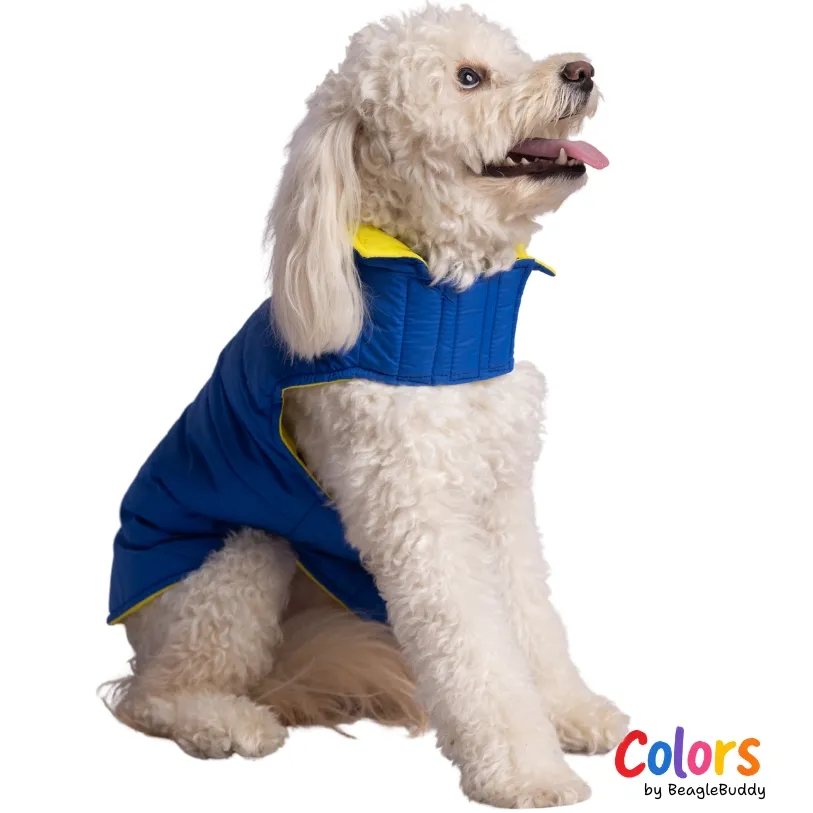 Chaleco doble faz Azul Amarillo - BeagleBuddy