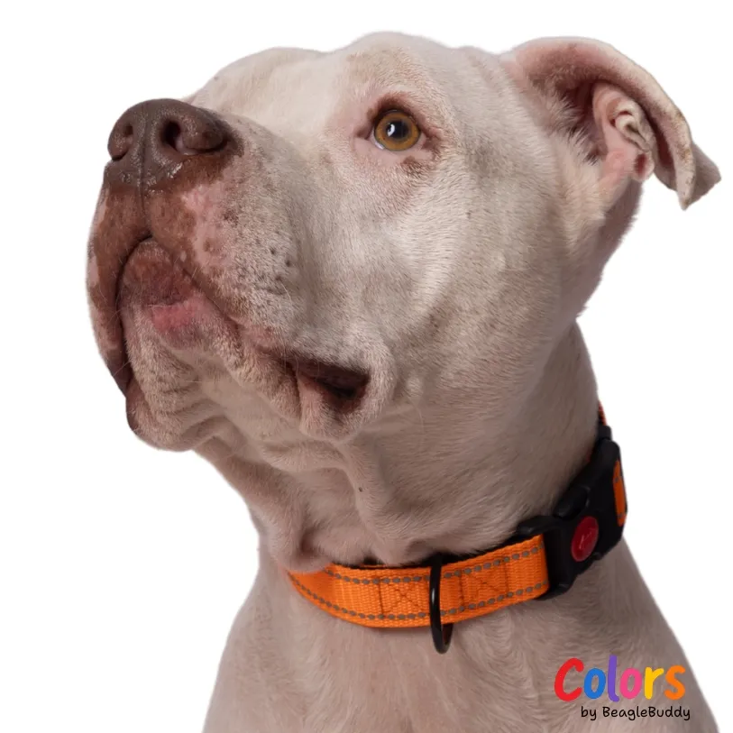Collar Reflectivo Naranja - BeagleBuddy