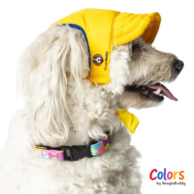 Gorra Amarilla - BeagleBuddy